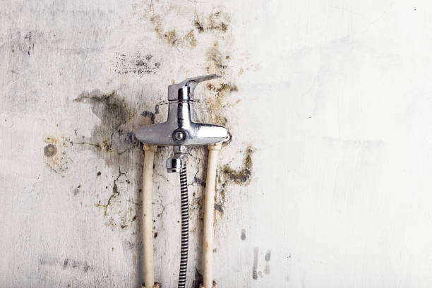 Best Mold Removal and Inspection  in Frederick, MD