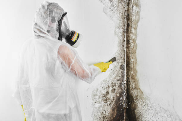 Best Certified Mold Removal  in Frederick, MD