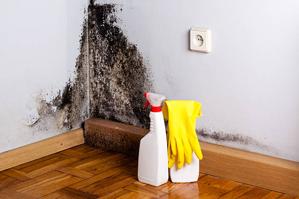 Best Mold Damage Repair  in Frederick, MD