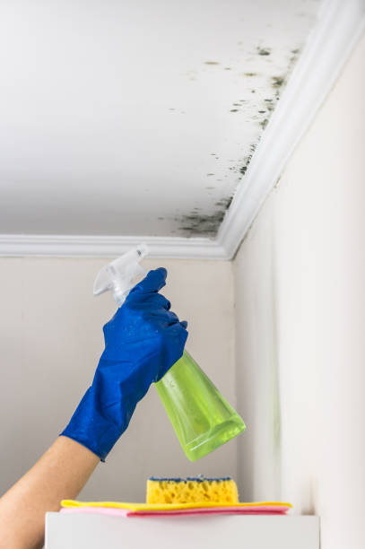 Best Certified Mold Removal  in Frederick, MD